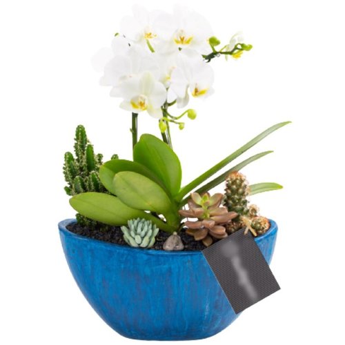 Arca Azul Mini Orquídea, Cactos e Suculentas | Giuliana Flores