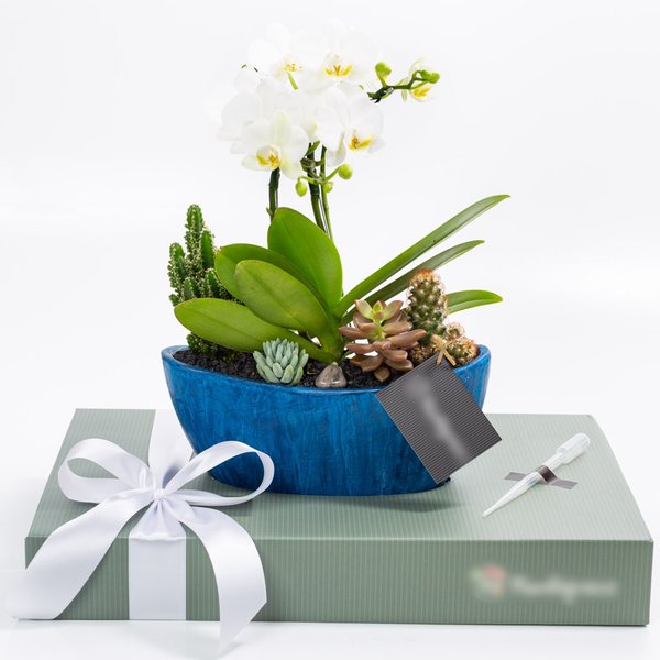 Arca Azul Mini Orquídea, Cactos e Suculentas