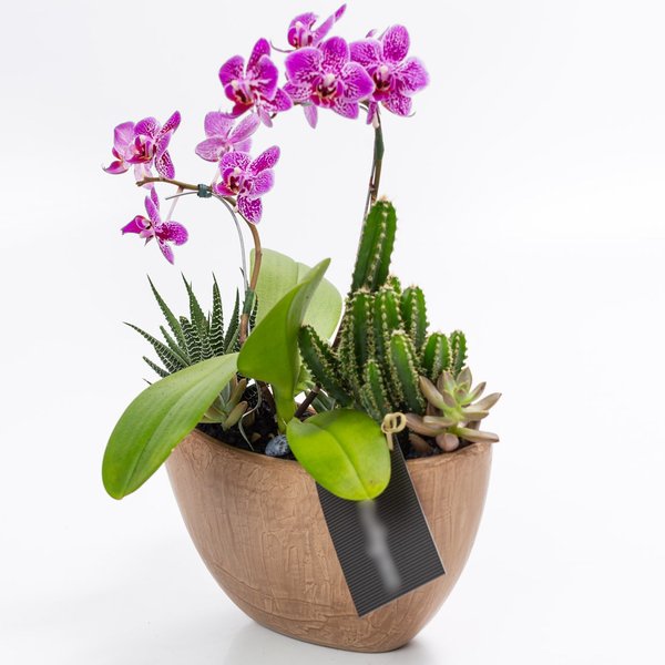 Arca Aço Corten Mini Orquídea, Cactos e Suculentas
