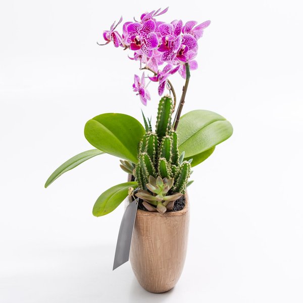 Arca Aço Corten Mini Orquídea, Cactos e Suculentas
