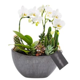 Imagem de Arca Grafite Mini Orquídea, Cactos e Suculentas