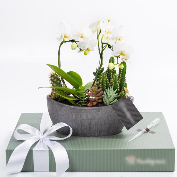 Arca Grafite Mini Orquídea, Cactos e Suculentas