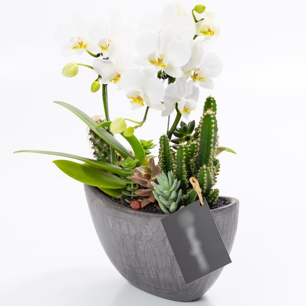 Arca Grafite Mini Orquídea, Cactos e Suculentas
