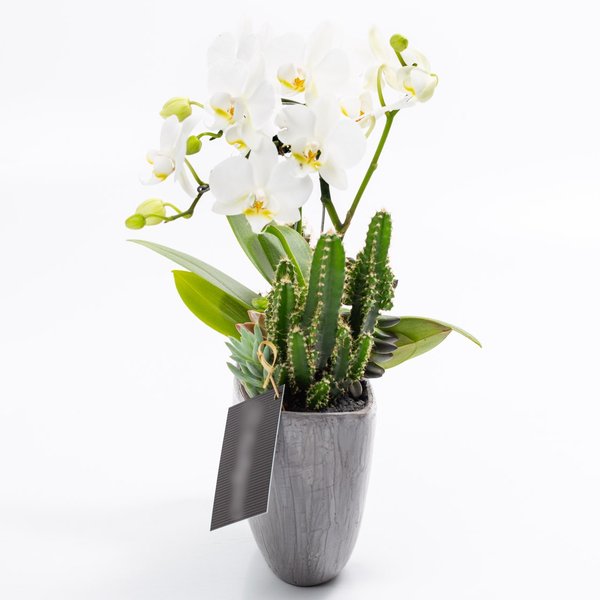 Arca Grafite Mini Orquídea, Cactos e Suculentas