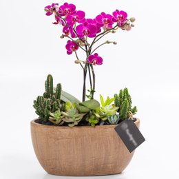 Imagem de Cachepot Aço Corten MIni Orquídea, Cactos e Suculentas