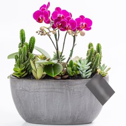 Imagem de Cachepot Grafite MIni Orquídea, Cactos e Suculentas