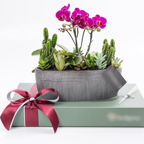 Cachepot Grafite MIni Orquídea, Cactos e Suculentas