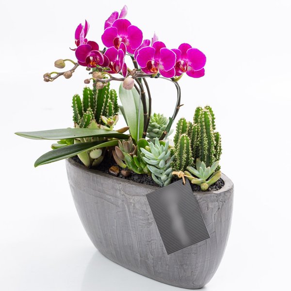 Cachepot Grafite MIni Orquídea, Cactos e Suculentas
