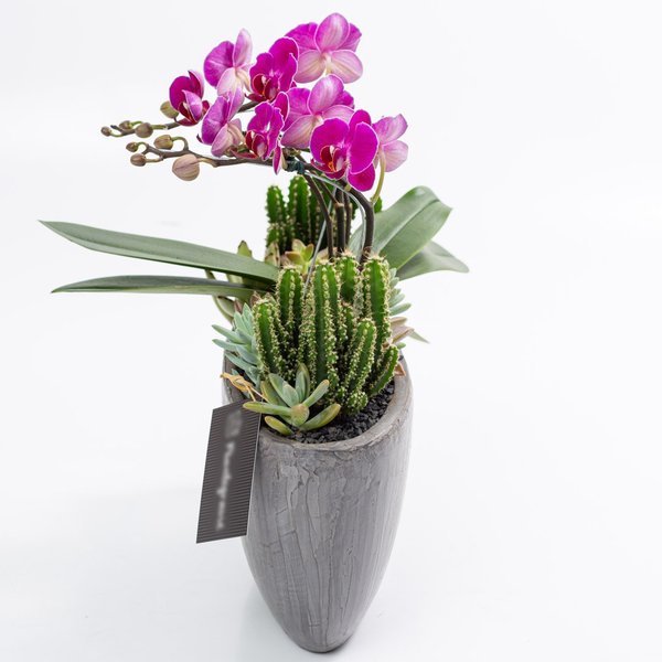 Cachepot Grafite MIni Orquídea, Cactos e Suculentas