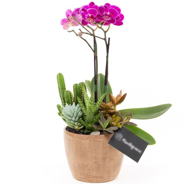 Copo Bojudo Aço Corten Mini Orquidea, cactos e Suculentas