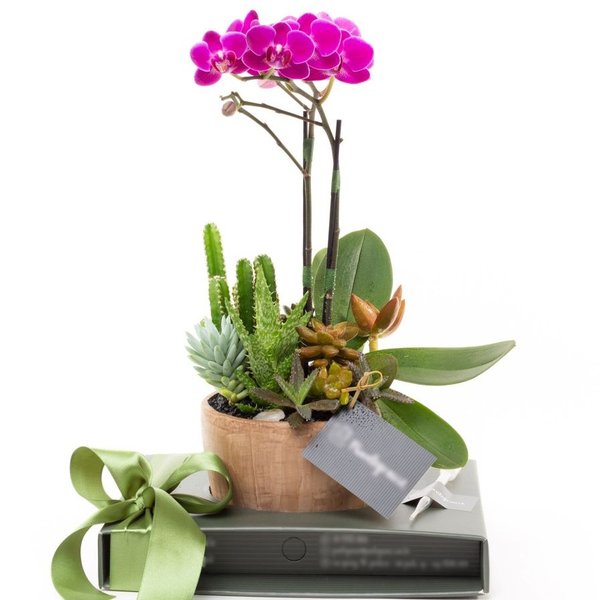 Copo Bojudo Aço Corten Mini Orquidea, cactos e Suculentas