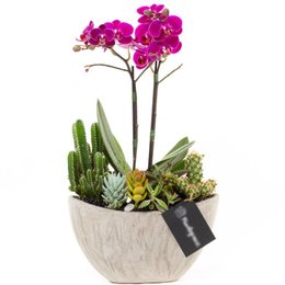 Imagem de Arca Gelo Mini Orquídea, Cactos e Suculentas