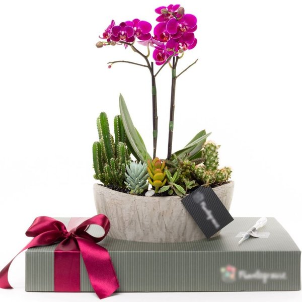 Arca Gelo Mini Orquídea, Cactos e Suculentas
