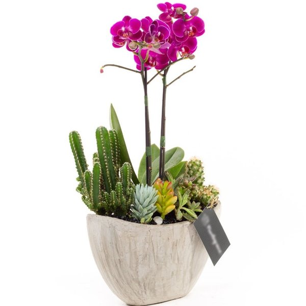 Arca Gelo Mini Orquídea, Cactos e Suculentas