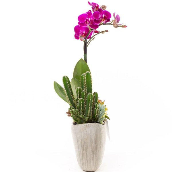 Arca Gelo Mini Orquídea, Cactos e Suculentas