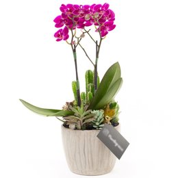 Imagem de Copo Gelo Mini Orquidea, cactos e Suculentas