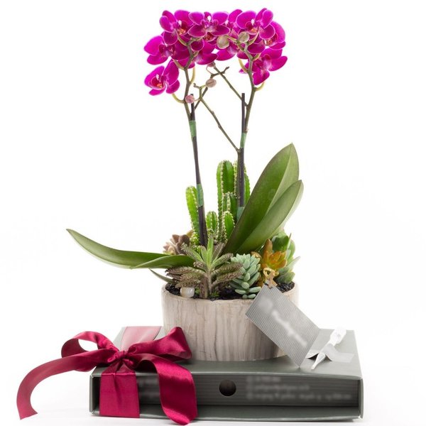 Copo Bojudo Gelo Mini Orquidea, cactos e Suculentas