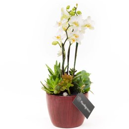 Imagem de Copo Bordô Mini Orquidea, cactos e Suculentas