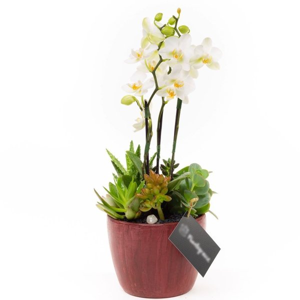 Copo Bojudo Bordô Mini Orquidea, cactos e Suculentas