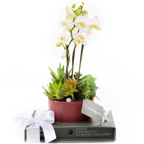 Copo Bojudo Bordô Mini Orquidea, cactos e Suculentas
