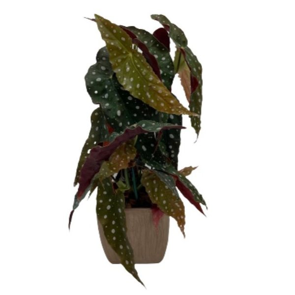 Cachepot com Begônia Maculata