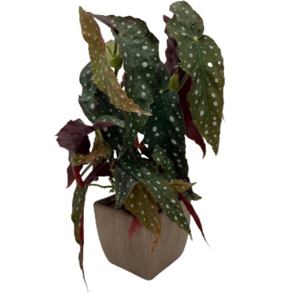 Cachepot com Begônia Maculata