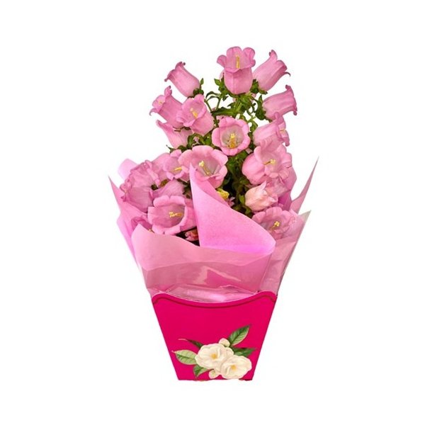 Vaso Plantado de Campânula Rosa