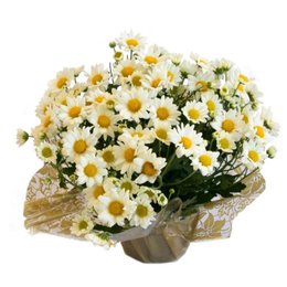 Imagem de Mini Margaridinha Branca