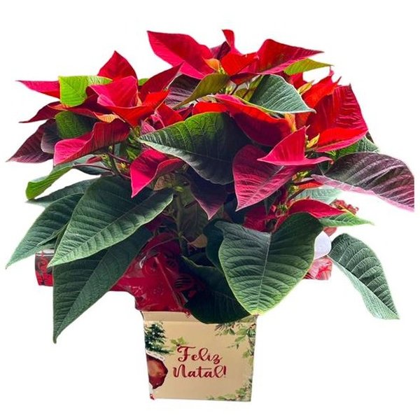 Flor Do Natal (Bico-de-Papagaio)