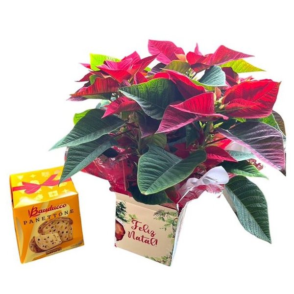 Flor do Natal com Panettone 