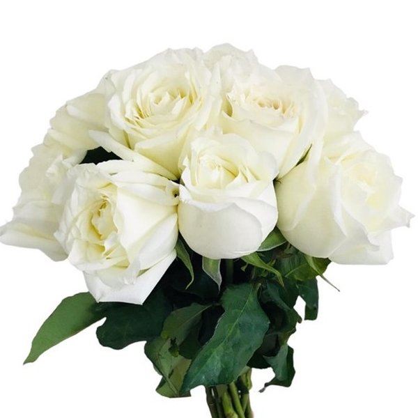 Buquê de 10 Rosas Brancas 