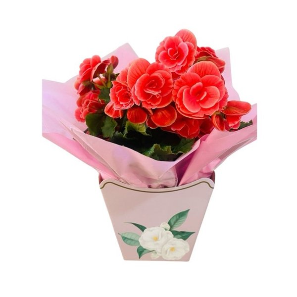 Linda Begônia Rosa