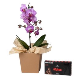 Imagem de Mini Orquídea Lilás com Chocolate Língua de Gato Miau 