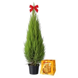 Imagem de Pinheiro de Natal com Panettone Bauducco