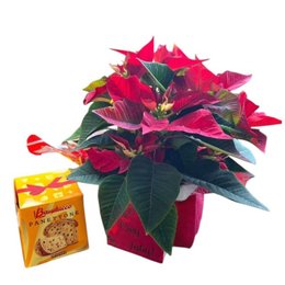 Imagem de Flor do Natal com Panettone Bauducco