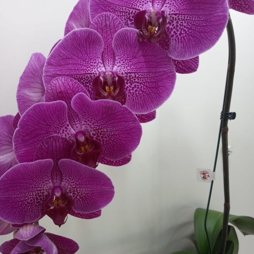 Orquídea Phalaenopsis Pink em Arquário | Giuliana Flores