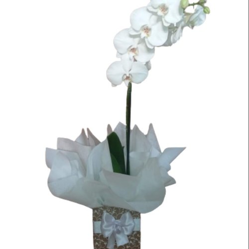 Orquídea Para Presente Branca