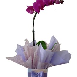 Imagem de Orquídea Phalaenopsis Pink