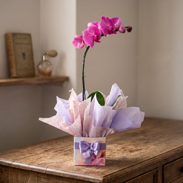 Orquídea Phalaenopsis Pink