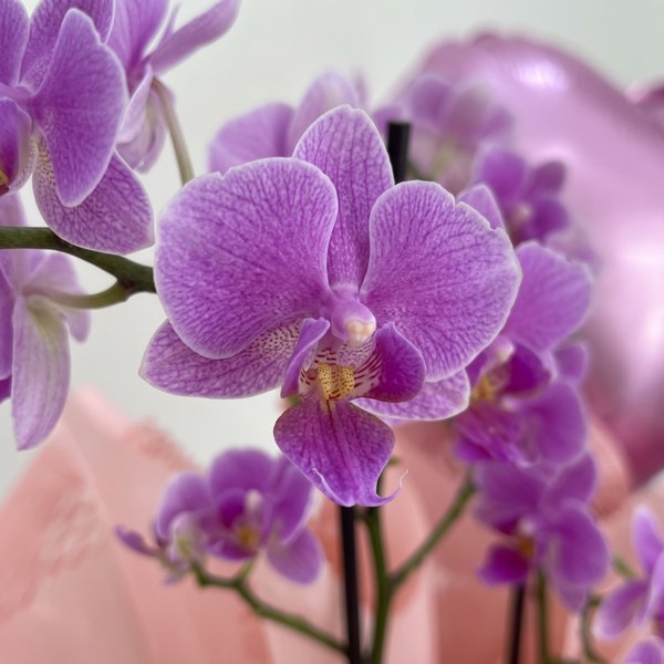 Box com Orquídea, Espumante e Chocolate