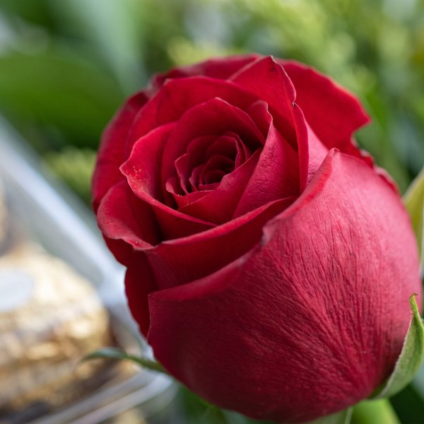 Rosa Solitária e Bombons