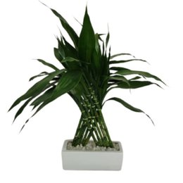 Imagem de Bambu Da Sorte Pirâmide