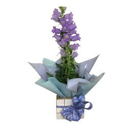 Imagem de Campanula No Cachepot 