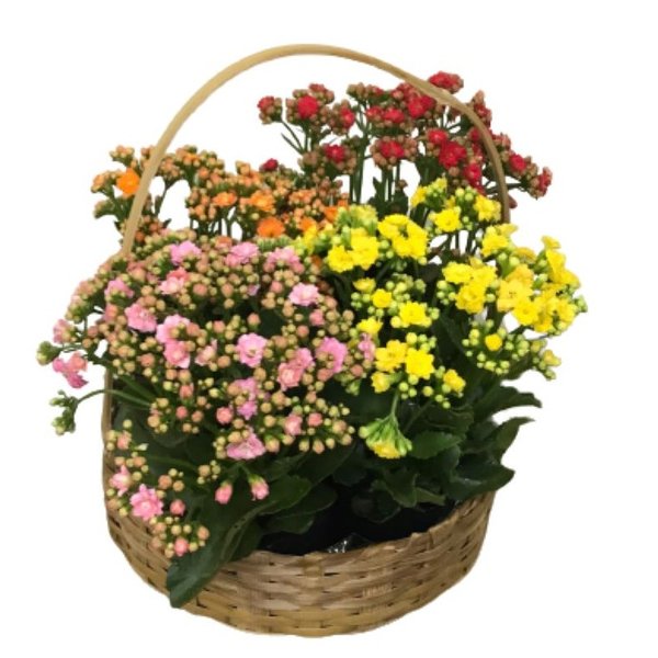 Cesta de Kalanchoe 