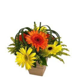 Imagem de Harmonia de Gérberas 