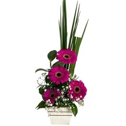 Imagem de Admiração de Gérberas 