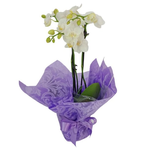 Mini orquídea 