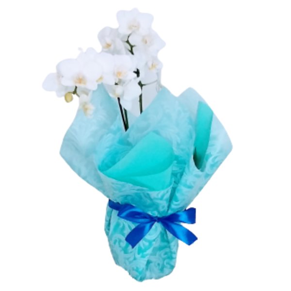 Mini orquídea 