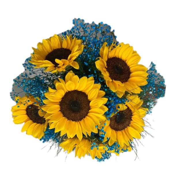  Buquê de 7 Girassóis com Gipsófila Azul 
