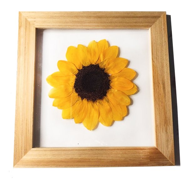 Quadro Botânico Girassol 15x15cm